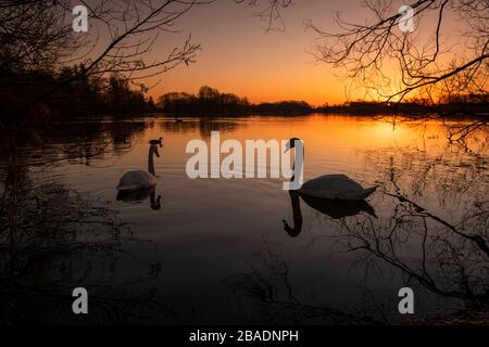 Swans at sunrise, Colwick Park in Nottingham Nottinghamshire England UK Stock Photo