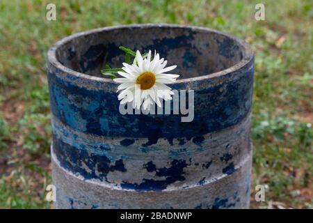 White chamomile in a trash bin on a city street Stock Photo