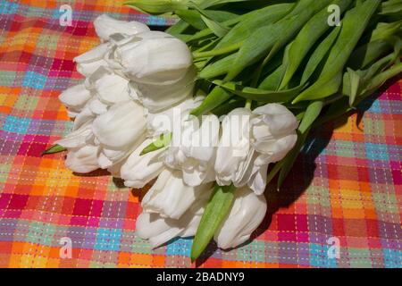 White tulips on a checkered tablecloth. Flowers Stock Photo