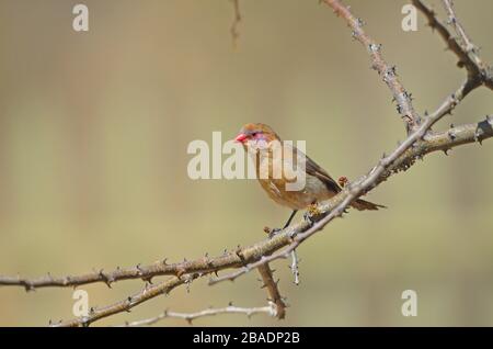 Female violet-eared waxbill on branch, Namibia Stock Photo