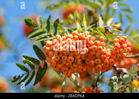 Close-up of cluster of orange rowan tree berries on sunny autumn day Stock Photo
