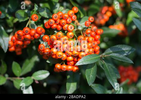 Bunch of orange firethorn berries surrounded with green leaves Stock Photo