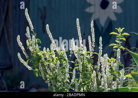 A White Shrimp plant (Justicia betonica) in morning sunlight in a Sydney, Australia backyard garden Stock Photo