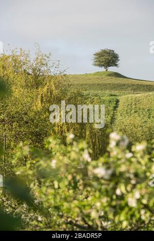 Lonely tree on a hill with fruit tree at an orchard in the foreground. Rorum, Skane, Sweden, Scandinavia. Stock Photo