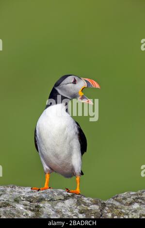 Puffin (Fratercula arctica) perched on rock stretching beak, Outer Hebrides, Scotland Stock Photo