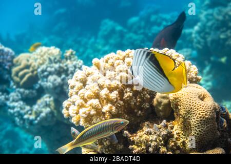 Butterfly Fish And Thalassoma Pavo Near Coral Reef In The Ocean. Threadfin Butterflyfish With Black, Yellow And White Stripes. Colorful Tropical Fish Stock Photo