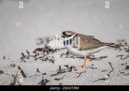 Ringed Plover Charadrius hiaticula on a beach in the Outer Hebrides standing and wings outstretched.  Scotland UK 2020