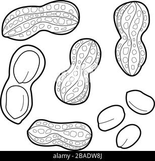 Peanuts on white background. Whole and peeled peanuts, isolated on white background. Vector black and white coloring page. Stock Vector