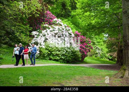 Visitors admiring the brilliant spring colours of rhododendrons  and azaleas at Stourhead Gardens, Wiltshire, England, UK Stock Photo