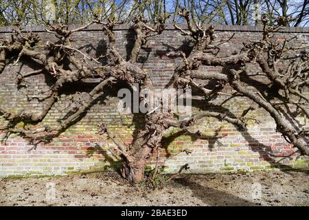 Weathered but colorful brick castle garden wall with thick vines of old plants growing against the wall Stock Photo