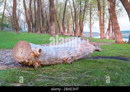 A log without bark in the green grass in the forest on the shore of the lake. Dry tree trunk to the earth Stock Photo