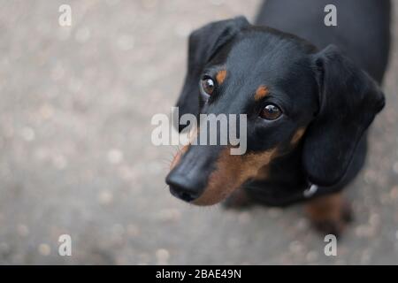 Close up shot of a puppy short haired dachshund sausage dog on a walk.