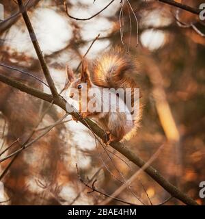 Small squirrel sits on the tree. Stock Photo