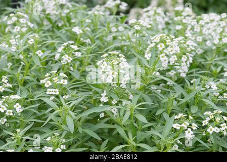 Alysum / lobularia in flower Stock Photo