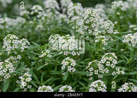 Alysum / lobularia in flower Stock Photo