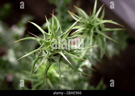 Close-up of Silybum marianum, blurred green background Stock Photo