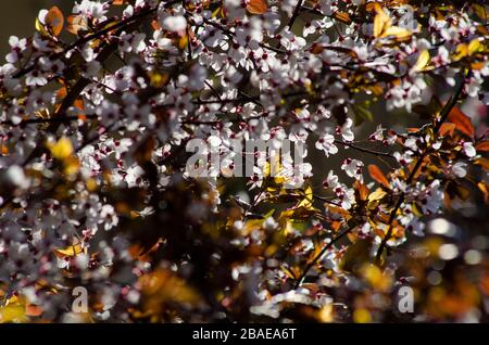 Spring blossom Stock Photo
