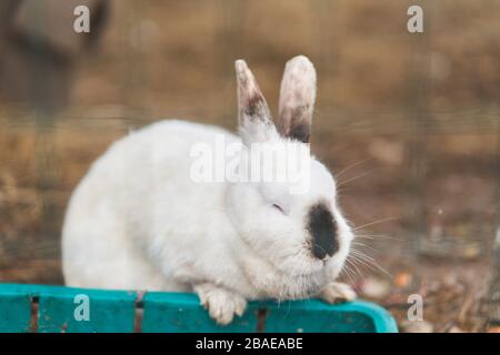 white fluffy rabbit eats weed outdoors. Close-up.  Stock Photo