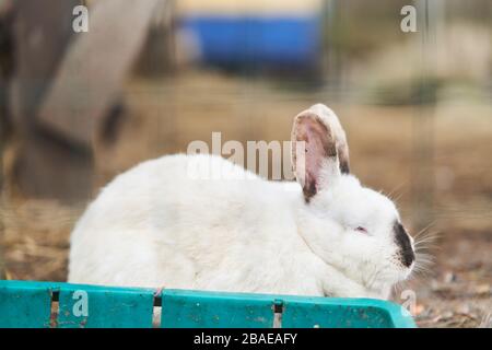 white fluffy rabbit eats weed outdoors. Close-up.  Stock Photo