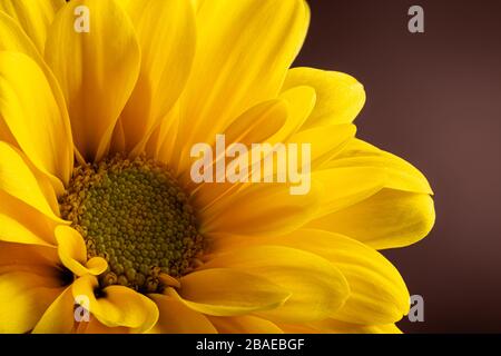 Closeup of a beautiful yellow daisy flower on a dark brown background Stock Photo