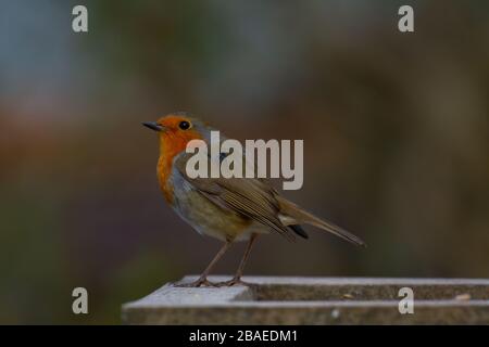 Robin Erithacus rubecula, single adult on bird table. British Isles. Stock Photo