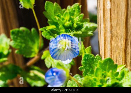 Veronica officinalis flowers next to a wooden wall Stock Photo