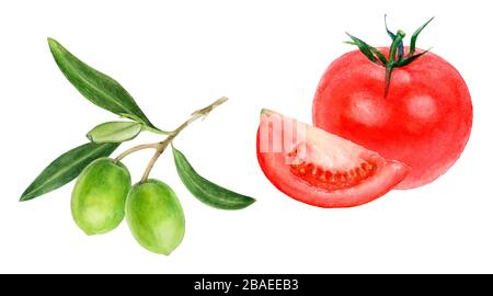 Watercolor olive branch. Ripe green and purple fruits with leaves ...