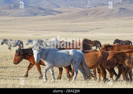 Wild horses herd in the Mongolian steppe Stock Photo - Alamy