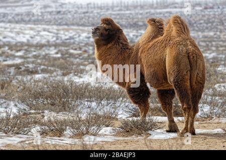 Bactrain camels in the snow of desert, Mongolia Stock Photo