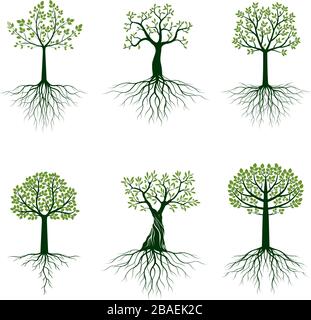 Set of Trees with Roots and Leaves. Vector Illustration. Collection of icons. Stock Vector