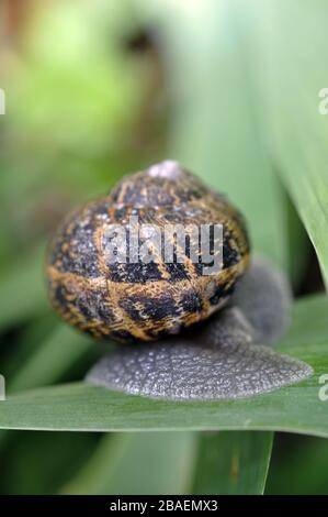 Snail crawling on a green leaf Stock Photo