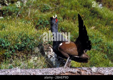 Tiere / Voegel / Auerhahn / Auerhuhn / Western Capercaillie, male, Europe, (Tetrao urugallus), Stock Photo
