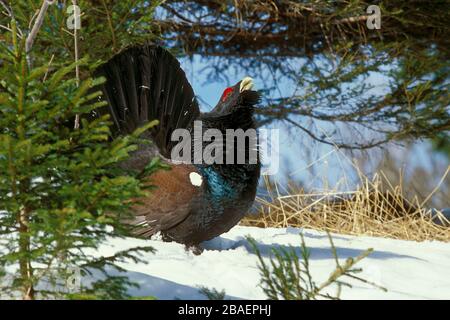 Tiere / Voegel / Auerhahn / Auerhuhn / Western Capercaillie, male, Europe, (Tetrao urogallus), Stock Photo