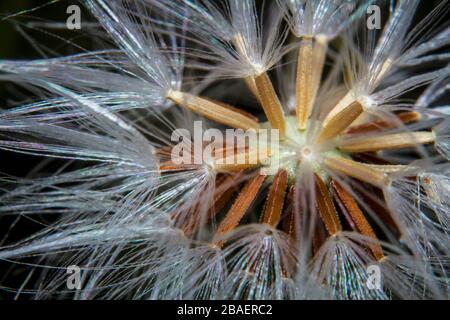 Macro shot closeup beautiful dandelion flower seeds Stock Photo