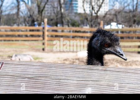 Hampton, Virginia/USA-March 1, 2020: The head of a large black emu poking out from over the top of a wooden fence in Bluebird Gap Farm Park in Hampton Stock Photo