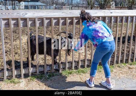 Hampton, VA/USA-March 1, 2020: A young girl feeding horned goats in the petting zoo section of Bluebird Gap Farm park, a family attraction. Stock Photo