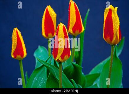 Edinburgh, Scotland, UK. 27th Mar 2020. Drizzly rain all morning until late afternoon with lower temperature of 6 degrees centigrade but real feel 2 degrees. Calm damp conditions allowing the rain water droplets to cling to the colourful blooms of the Stresa Tulips from Holland growing in a domestic garden. Stock Photo
