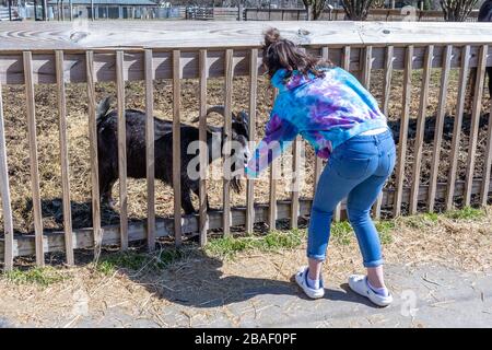 Hampton, VA/USA-March 1, 2020: A young girl feeding horned goats in the petting zoo section of Bluebird Gap Farm park, a family attraction. Stock Photo