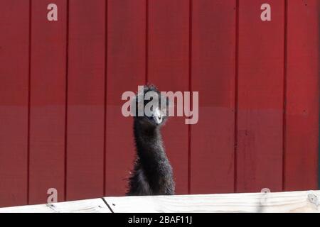 Hampton, Virginia/USA-March 1, 2020: The head of a large black emu poking out from over the top of a wooden fence in Bluebird Gap Farm Park in Hampton Stock Photo