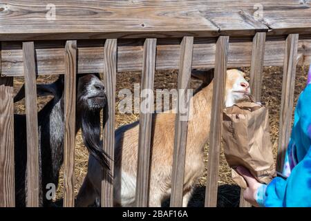 Hampton, Virginia/USA-March 1, 2020: Two goats sticking their head through fence posts trying to get some of the feed from at Bluebird Gap Farm Park. Stock Photo