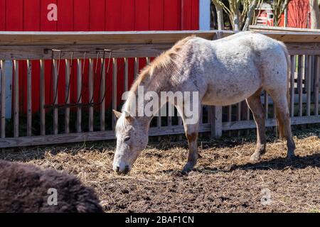 Hampton, Virginia/USA-March 1,2020: A white horse with brown spots all over feeding by the fence of the petting zoo at Bluebird Gap Farm Park. Stock Photo
