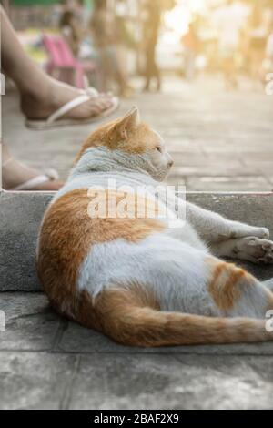 an adult cat is lying on the sidewalk, vertical photo. evening sunset time, close- up. Stock Photo