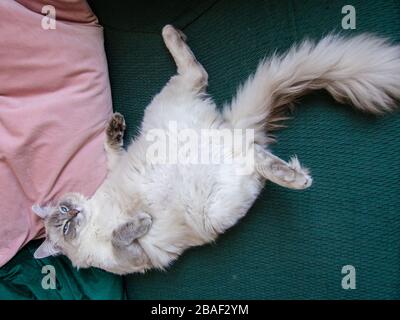 Lazy cat Stock Photo