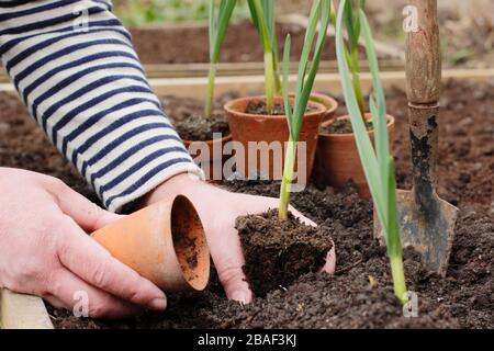 Allium sativum 'Lautrec Wight'.  Planting out young garlic plants into well drained soil in spring. UK Stock Photo