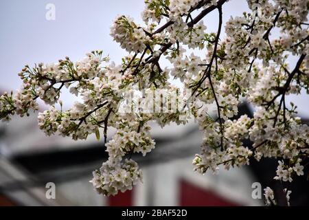 March 24, 2020, Srinagar, Jammu & Kashmir, India: View of a cherry ...