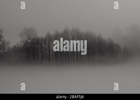 Grayscale shot of leafless trees surrounded by fog - the concept of horror Stock Photo