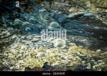 Golden bubbles of sludge gas on the watersurface of a swamp Stock Photo