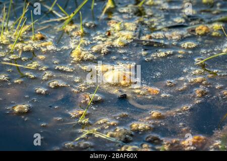 Golden bubbles of sludge gas on the watersurface of a swamp Stock Photo