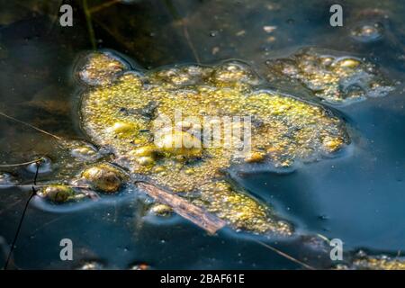 Golden bubbles of sludge gas on the watersurface of a swamp Stock Photo