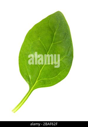 Green fresh spinach isolated on white background. Clipping path Stock Photo
